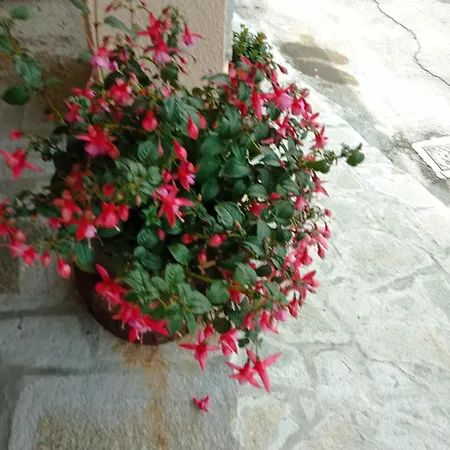 U'spigu Nonna Annetta مزرعة للإقامة *