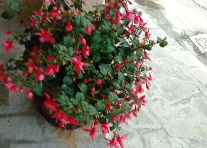 U'spigu Nonna Annetta Gospodarstwo agroturystyczne *